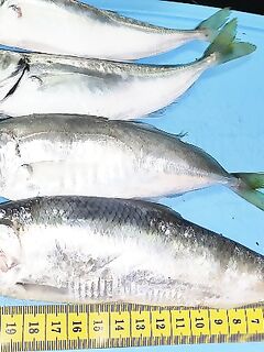 Бухта Инал, лодка: морская рыбалка на самодур — крупная ставрида и селёдка