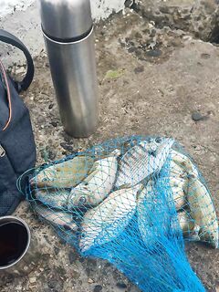 Мидия и дохлый нереис: морская рыбалка на ласкиря и мармира с кучей мелочи