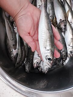 Короткая отметка без данных: рыбалка на Чёрном море — где и когда ловили?