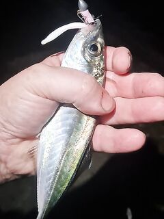 Ялта ночью: лёгкий джиг 1,5 г, жара и слабый клёв, одна крупная ставрида