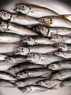 Новороссийск: морская рыбалка на бомбарду 30 г с резиной, ночной берег