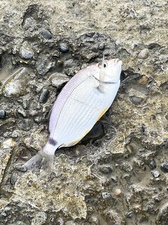 Небуг, два часа на волнорезе — быстрый выезд без деталей