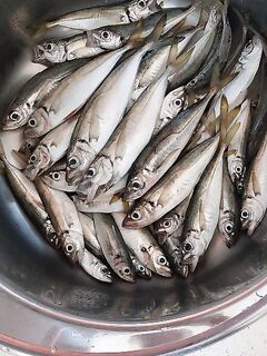 Новороссийск ночью: снова бомбарда 35 г и резина — тест горизонтов