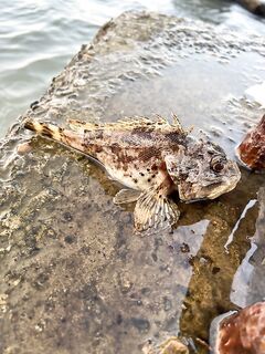 Море волнуется: та же точка, пара поклёвок, реализована одна — выхожу раньше