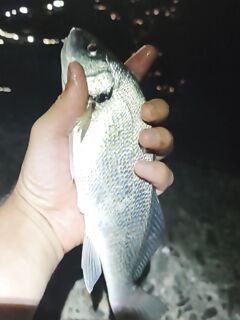 Адлер, вечер с рапаном и мидией: первый горбылёк ~25 см, крабик без реализации