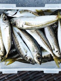 Ранний час — ставрида подошла плотной стайкой: 25 штук за час