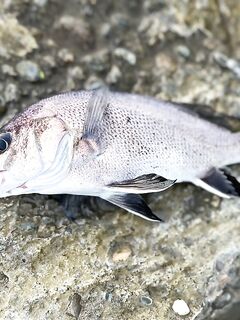 Небуг — с 4 до 7 за горбылём: один подошёл, карась «пулемётом», барабуля в ударе