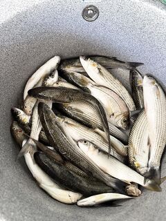 Лермонтово: кефаль на заре с 6 до 8, дальше выключили