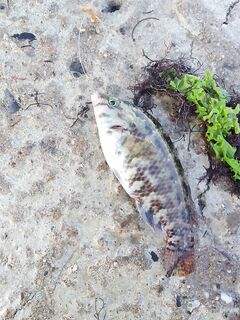 Две сессии на двоих: 11 карасей, 2 барабули, несколько зелёнух — размер скромный