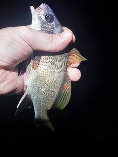 Кацивели — вечер с семьёй: ерш, каменный окунь и микрогорбылик