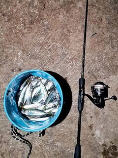 Ялта, берег: ставридка на засолку — вечер разошёлся