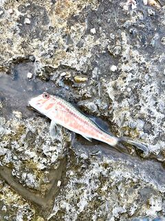 Барабульная раздача: около трёх десятков, а у поверхности — загадочный «прыгун»