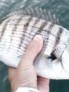 Старое фото-трофей: оцените на глаз — на ноге 43 размера