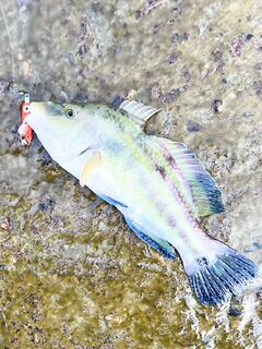 Повтор точки: клев слабее, но барабуля бодрит — рыба почти на каждом забросе