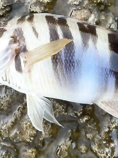 Вечер на волнорезе: окунь доминировал, по вечерам хуже, чем утром