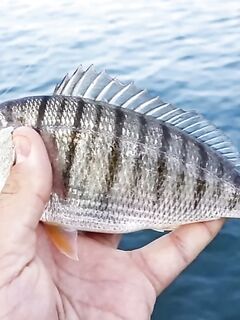 Мармир и полосатый карась: как различить по пятну у хвоста и корпусу