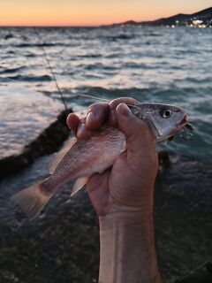 Идентификация улова в Адлере: что за рыба на фото — нужен совет