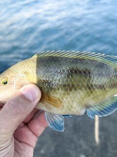 ЮБК, Понизовка — вечерняя с 17 до 22: уха из скорпены в планах