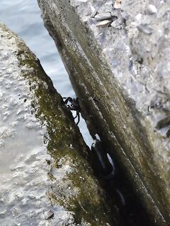 Севастополь и поблизости: штормило, самодур по ставриде слабый, джиг — скорпена