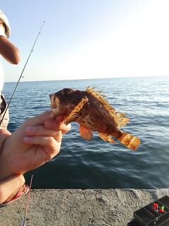 Добрый вечер, Ялта: серия пустых вечеров, карась мелкий, горбыля не видно