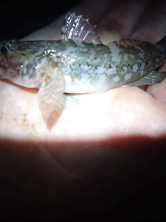 Сочи — проверка луфаря и саргана: пока мелочь, удовольствие на месте