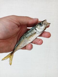 Туапсе — отпускной микс: ночная ставрида мелковата, утром пилькер и сарган