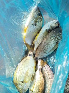 Утренние пару часов: хорошие караси на естественную насадку, рядом — сарган на бомбарду