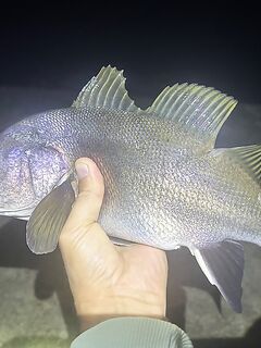 Крым, ЮБК — рекордный горбыль 735 г и ночные стаи саргана у берега