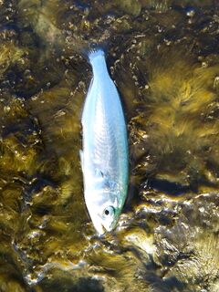 Имеретинка — проверка хищника: мелкий луфарь, ставрида с бомбарды, карась с тирольки