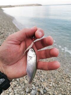 Луфарь подошёл мелкий: «контрабандные» ребята и прочая разнорыбица