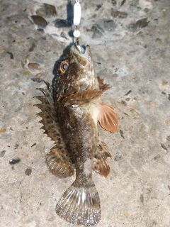 Горбыль на кило и покусанные приманки: ласкирь шалил, но цель достигнута