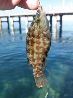 Первые радости улова: пара карасей и зелёнуха, вытащил из камней