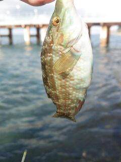 Утренний «контрабандист»: луфарик отметился и ушёл по расписанию