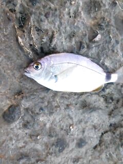 Сочи — сарган на выбросе, затем тиролька по карасю и барабуле