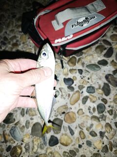 Сочи, закатный выход за ставридой: короткое окно и мелочь рядом с барабулькой