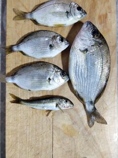 Сочи — вечерняя рыбалка на лёгкие веса: барабулька на 1 г, ставрида отпущена