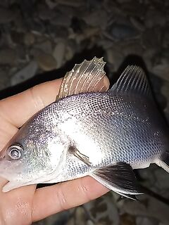 Дивноморское после шторма: ставридка мелкая, горбылик под конец — отпущен