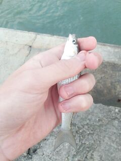 Поплавок по кефали: фарш рулит, в прилове ставрида, бычок и луфарик