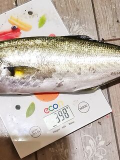 Ялта, ночной микс: один луфарь под 23:00 и редкая ставридка на бубышку