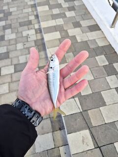 Геленджик, утренний мормышинг — короткие выходы и вялый клёв