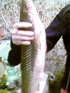 Юг Украины у моря: пиленгас на нереиса даёт эмоции как карп — просто и без «танцев»