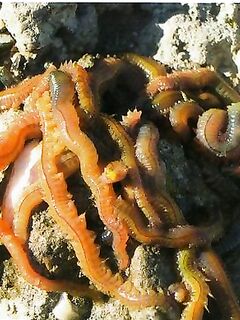 Как выглядит нереис: наглядная подсказка к снасти для пеленгаса и ставриды