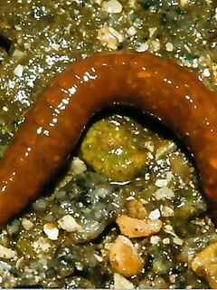 Пескожил как насадка: журнал рекомендует, иллюстрация прилагается в теме