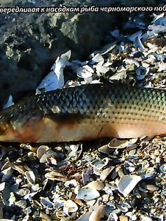 Пеленгас на пенопласт: крючок должен торчать из красного поплавка приманки