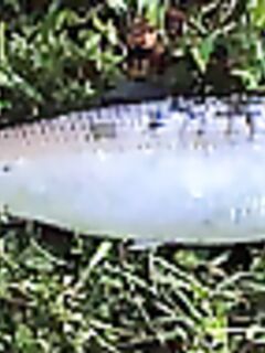 Три вида на фото: карагьоз Alosa pontica, лефер Pomatomus saltatrix и лаврак Morone labrax