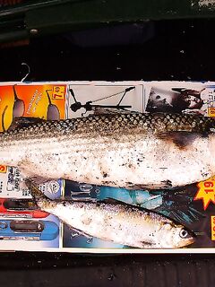 Порт Бургас на рассвете: один кефаль на самодур, старики ловят «блеч»