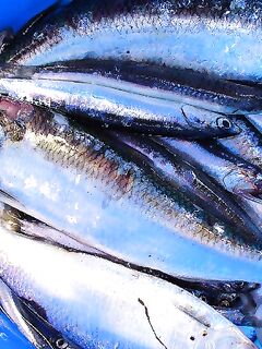 Самодур по хамсе «чатал куйрук»: утром на «деревенском порту» короткая раздача