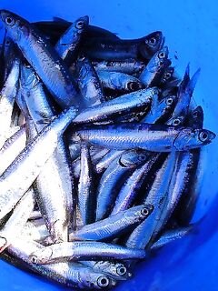 Рассветная рыбалка и вечерний футбол: судак в море как «мутация» — забавная заметка