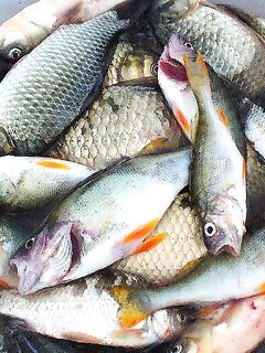 Несебр, калкан не нашёлся: карагьоз в Порту Бургас по 160 штук и трофеи до 39 см