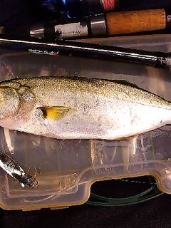 Осень с туманом и дождём: погода хмурая, но морская рыбалка только начинается